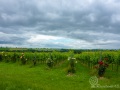 An der Weinstraße ziehen wieder Wolken auf